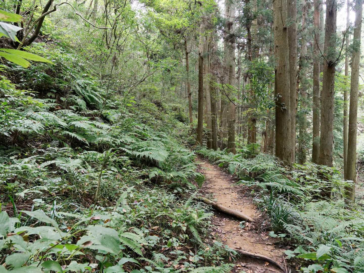 序盤は穏やかな樹林帯の道🚶‍♀️