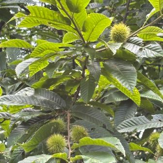 栗があるど〜🌰
食ってみろよメンバー😄

あんたがイガイガごと食べて下さい🙏
（オネガイ）