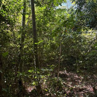 正面が大津山（砲台山）の山頂方面。突っ込んで行くか迷いつつ…