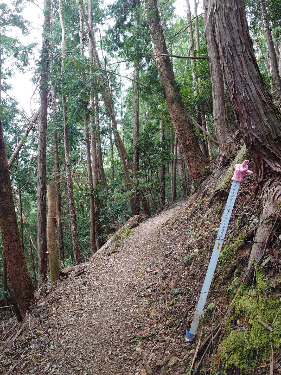 何気にこのピンクの手袋を見ると
ここまで来たな、とホッとします。