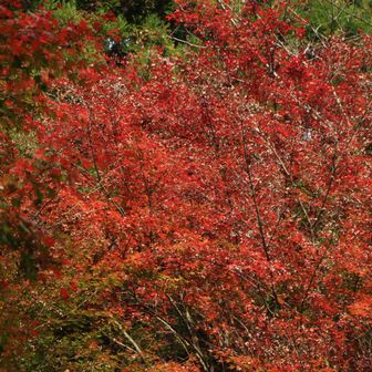葉の枯れかけたのもある