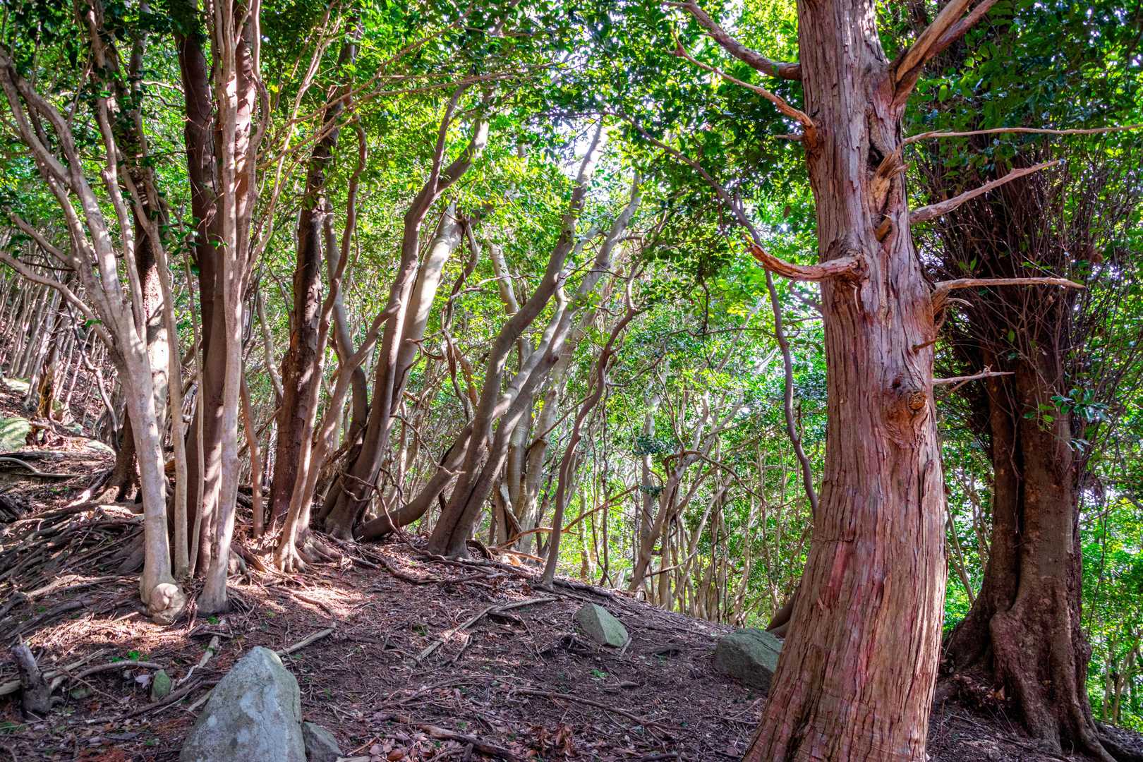坂本棚田バス停-野登山 往復コースの写真