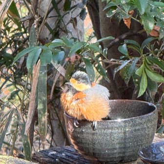 野鳥スポットにて