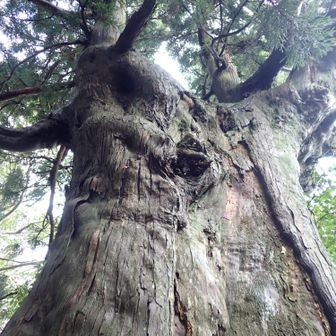 壁になってる大杉
しろべさんを連れてこないと🤭