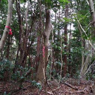 山頂標識を探してウロウロ👣
結局見つからず😢
このピンテ達が山頂と言うことで、箕山登頂🙌
