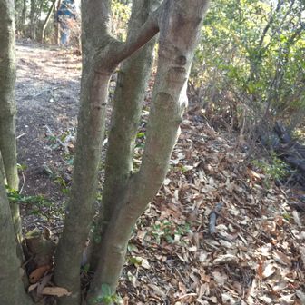 連理の枝
別々のところから生えてきて、途中で繋がっている
何処かで見たことあるな