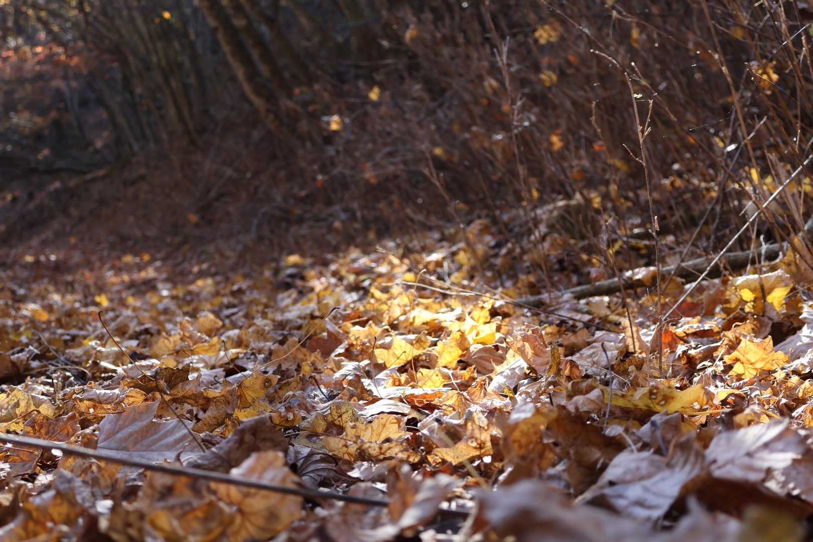 カラッと乾いた🍂を、カサカサと小気味良い音を立てて歩くって気持ちいい❣️