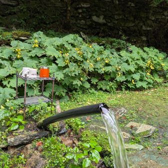ダイヤモンド水のキレンゲショウマ
こちらも、まだ残ってます。
