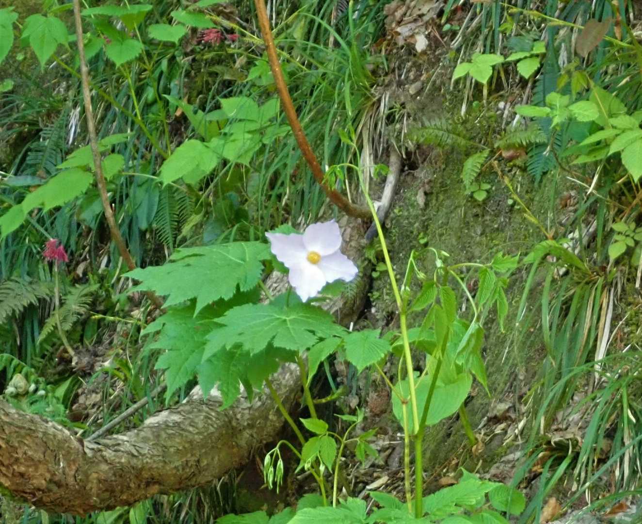 ほぼ垂直の濡れた岩に咲いています😓
高嶺の花❔近くによれなかったのが残念😅