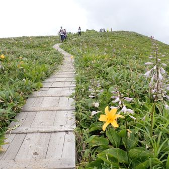 はるか昔、新潟県の中学時代、2年生林間学校は尾瀬の至仏山登山でした。その時歩いた尾瀬ヶ原を、ふと思い出しました。