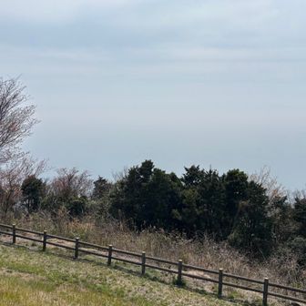 霞み方が極まってはる(春)
そこに立ってるのはヤマザクラかな