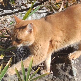 にゃんでした💕
人馴れしてて
おやつの催促をしてきます