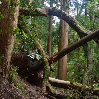 途中2箇所ほどすごい勢いで倒れてました