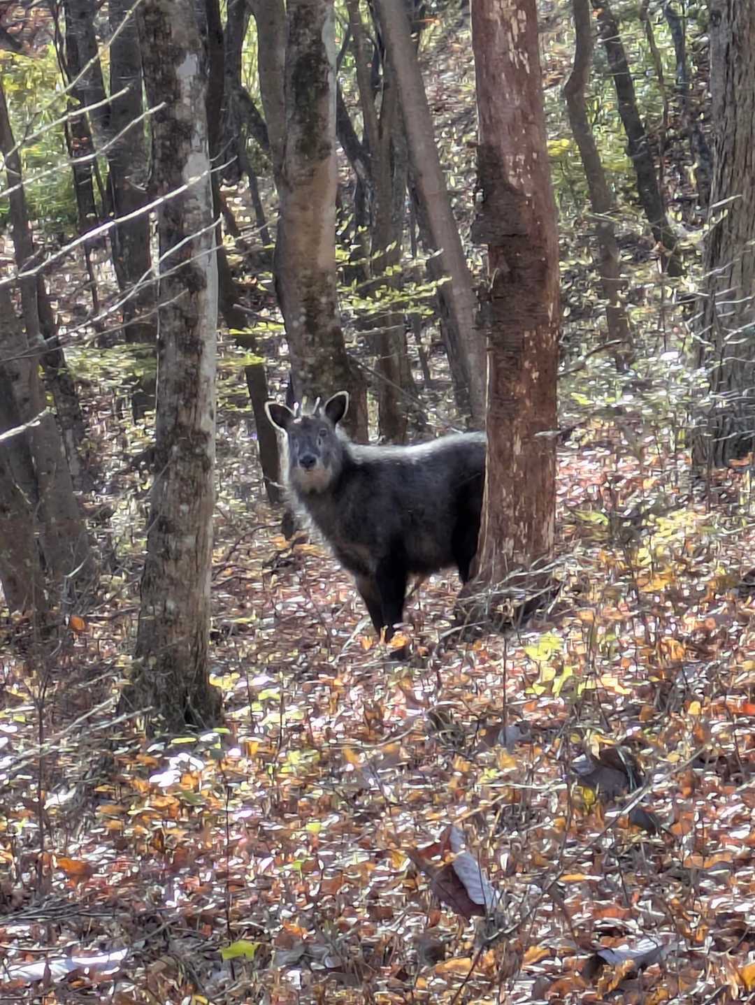 カモシー遭遇
クマで無くて良かった