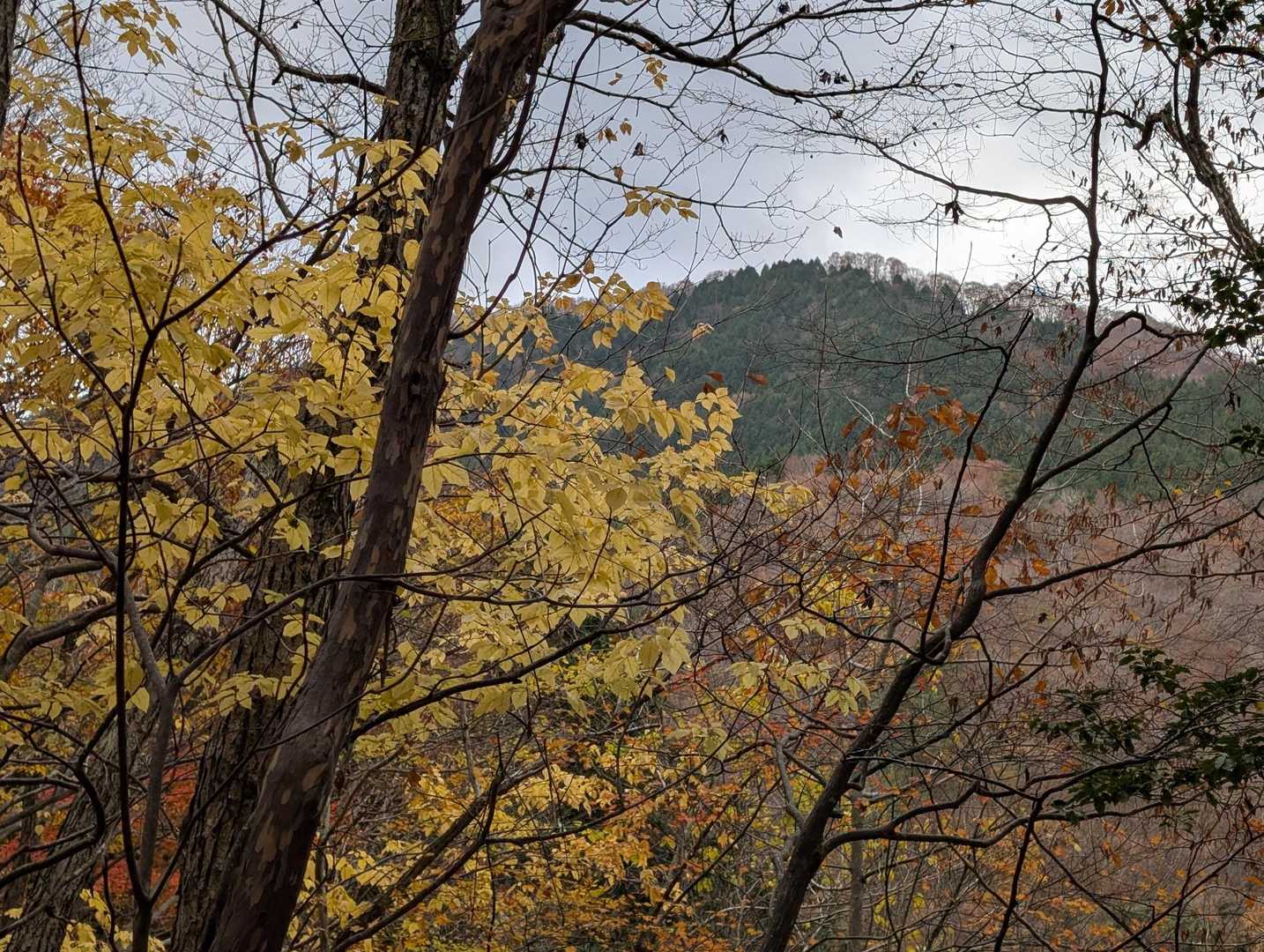 🍁