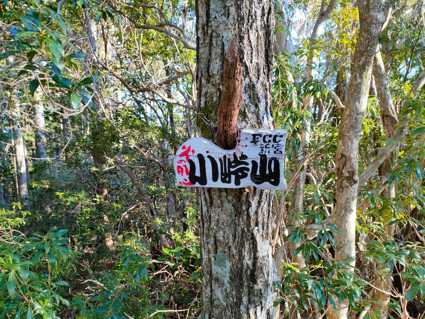 小峠山の前後はブッシュ帯
馬酔木、ヒメシャラ、高野槇、石楠花…イバラもありました🤕
夏はえらいやろな〜