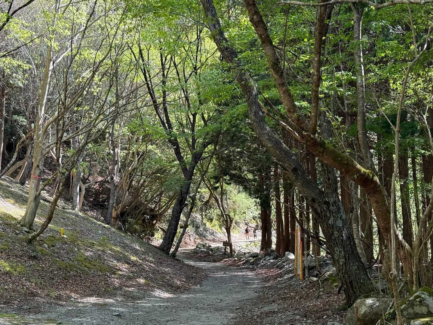西丹沢ビジターセンターバス停-ツツジ新道入口-犬越路-大杉 周回コースの写真