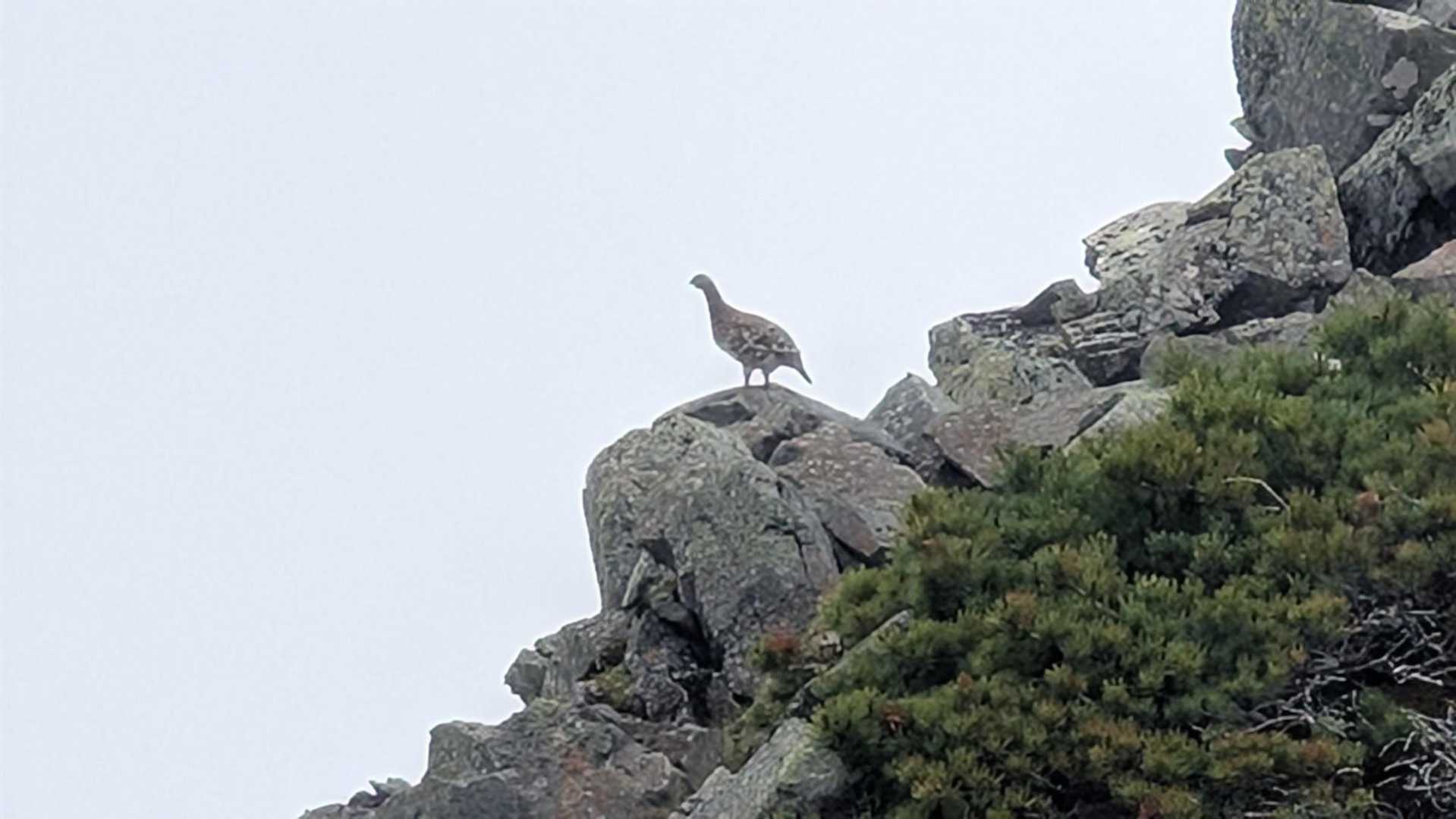 赤岩岳で黄昏れる雷鳥