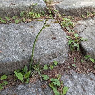 石段にわらび