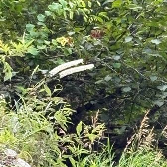 サラシナショウマ。、