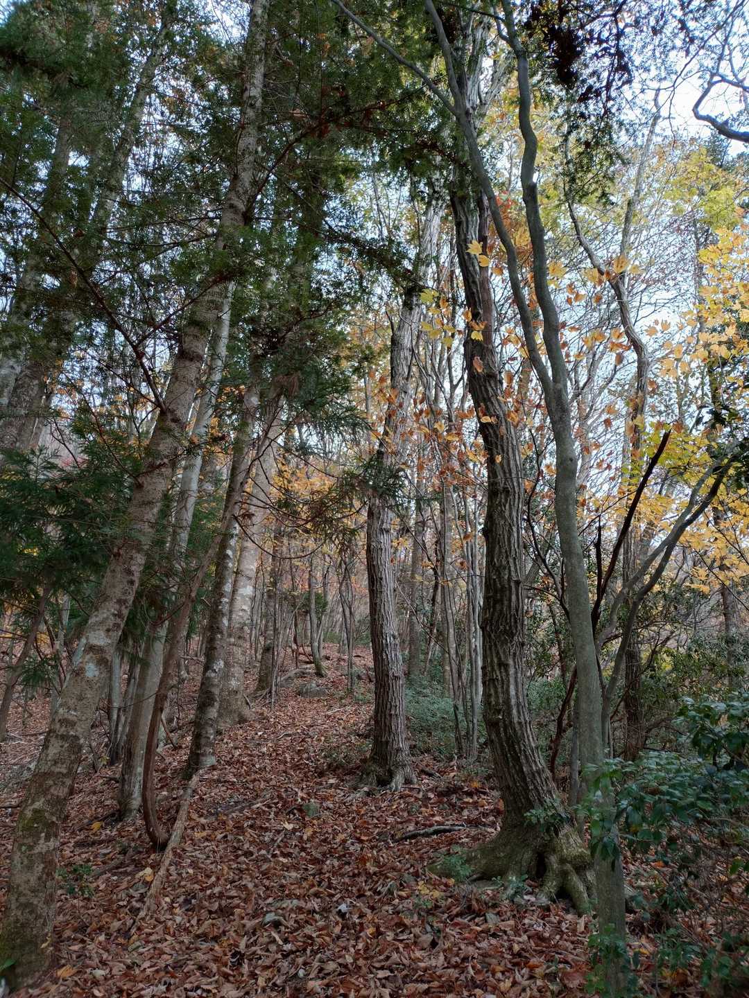 私の足音が止まると
登山道をふさいでいる枯れ枝や木を拾いながら、さりげなく私を待っていてくれた先輩に感謝です。