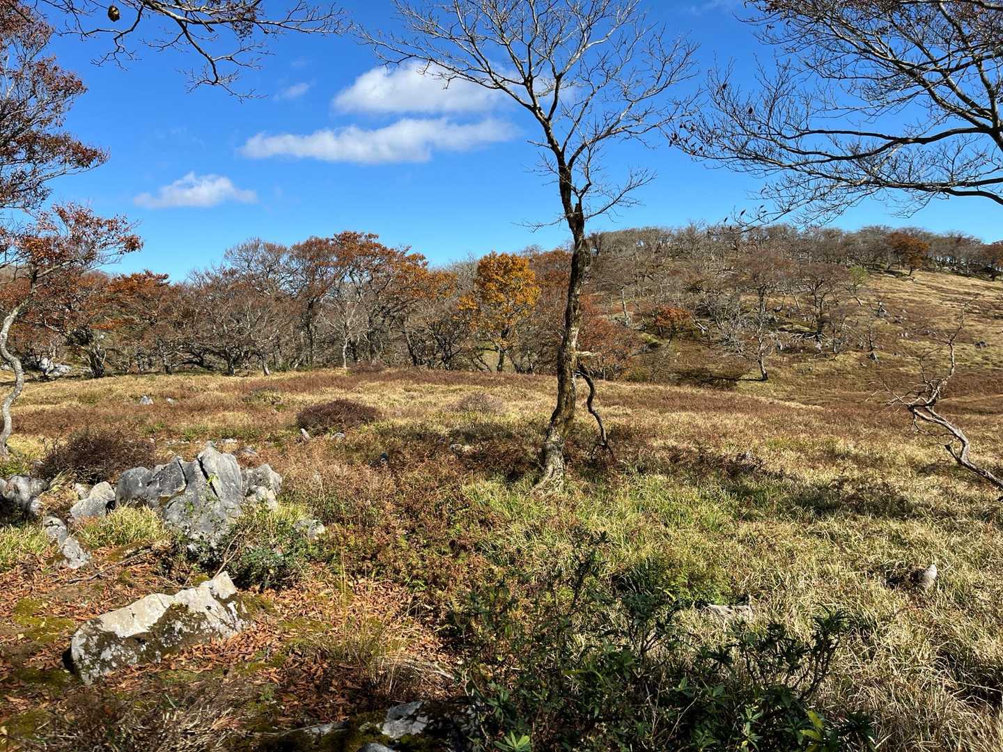 小又谷登山口-T字尾根登山口-土倉岳 周回コースの写真