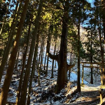 天狗の腰掛け杉はロックガーデンを
歩いた時にここまで来たでしょ✨

今日はこの先を大岳山〜山々〜鋸山
へ向けて縦走〜🥾