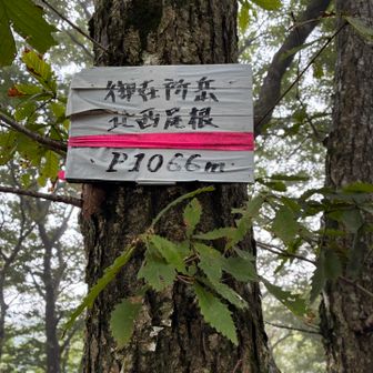 分かりにくい所もあったけどピンクテープを見逃さなければつけます。北西尾根1066m