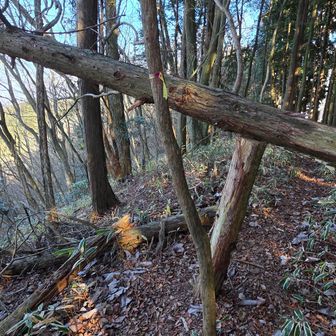 倒れてる木に支えが。
これがあるので、下を余裕でくぐれます。