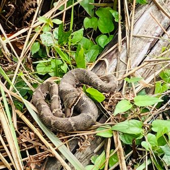 ちっちゃいヘビかわいい〜マムシじゃないといいな〜と思ってたらマムシでワロタ