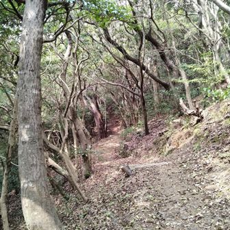 久しぶりに山へ入ると、その癒し効果の絶大さに改めて驚いた。
山は私の憂いを優しく認めてくれる。