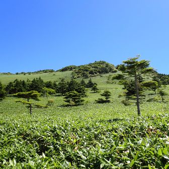 美しい笹原の景色