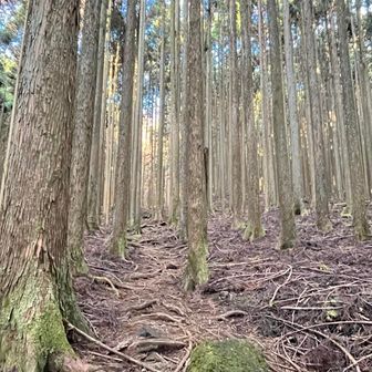 杉の樹林帯で黒岳へ。最初からしっかりした登り