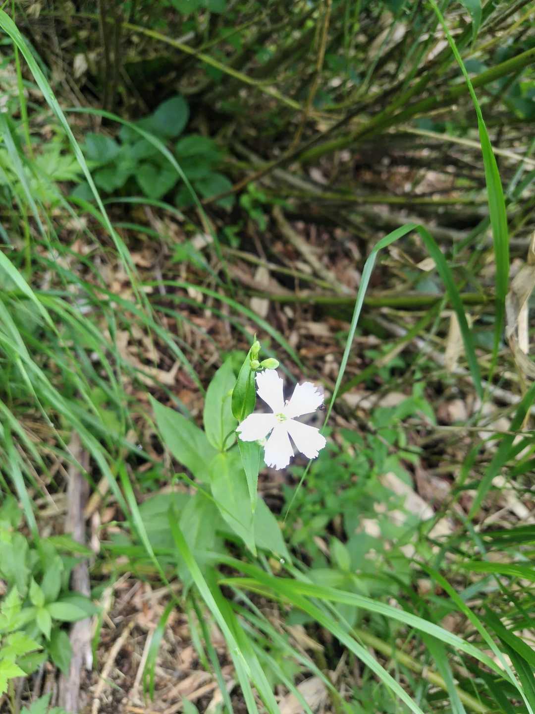この花好きです。