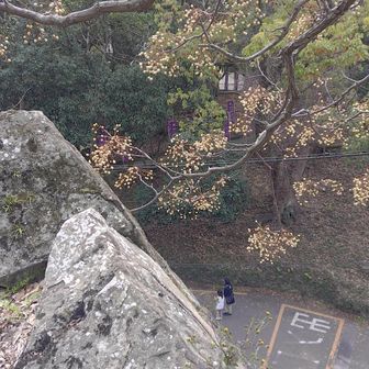 新裏坂の途中から。高い石垣です。センダンの実がいっぱい。