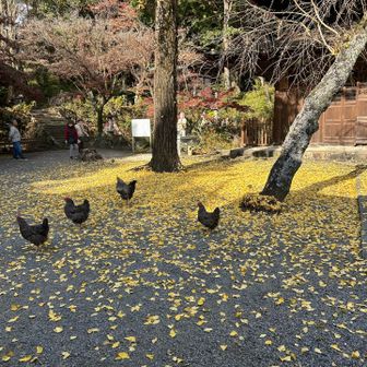 鶏って、神社じゃなかったっけ？