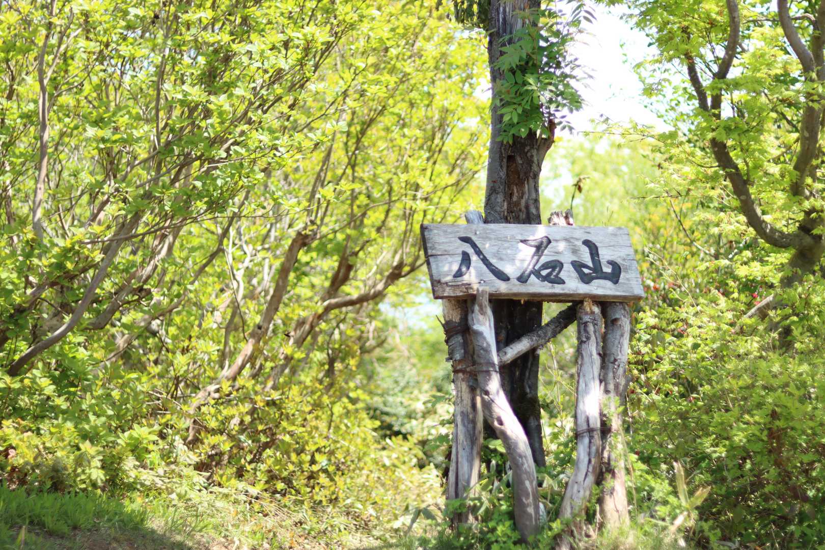 林道登山口-南条八石山 往復コースの写真