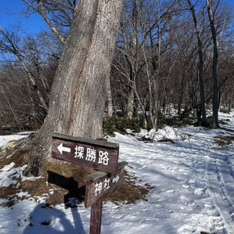 神社から真っ直ぐピークハントだけのつもりだったが、歩けそうなので探勝路へ