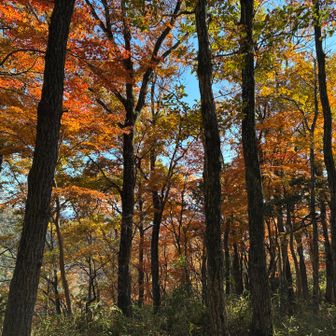 この辺りがカエデ＆モミジの群生🍁