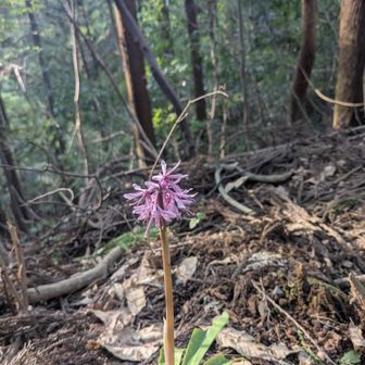 ショウジョウバカマ