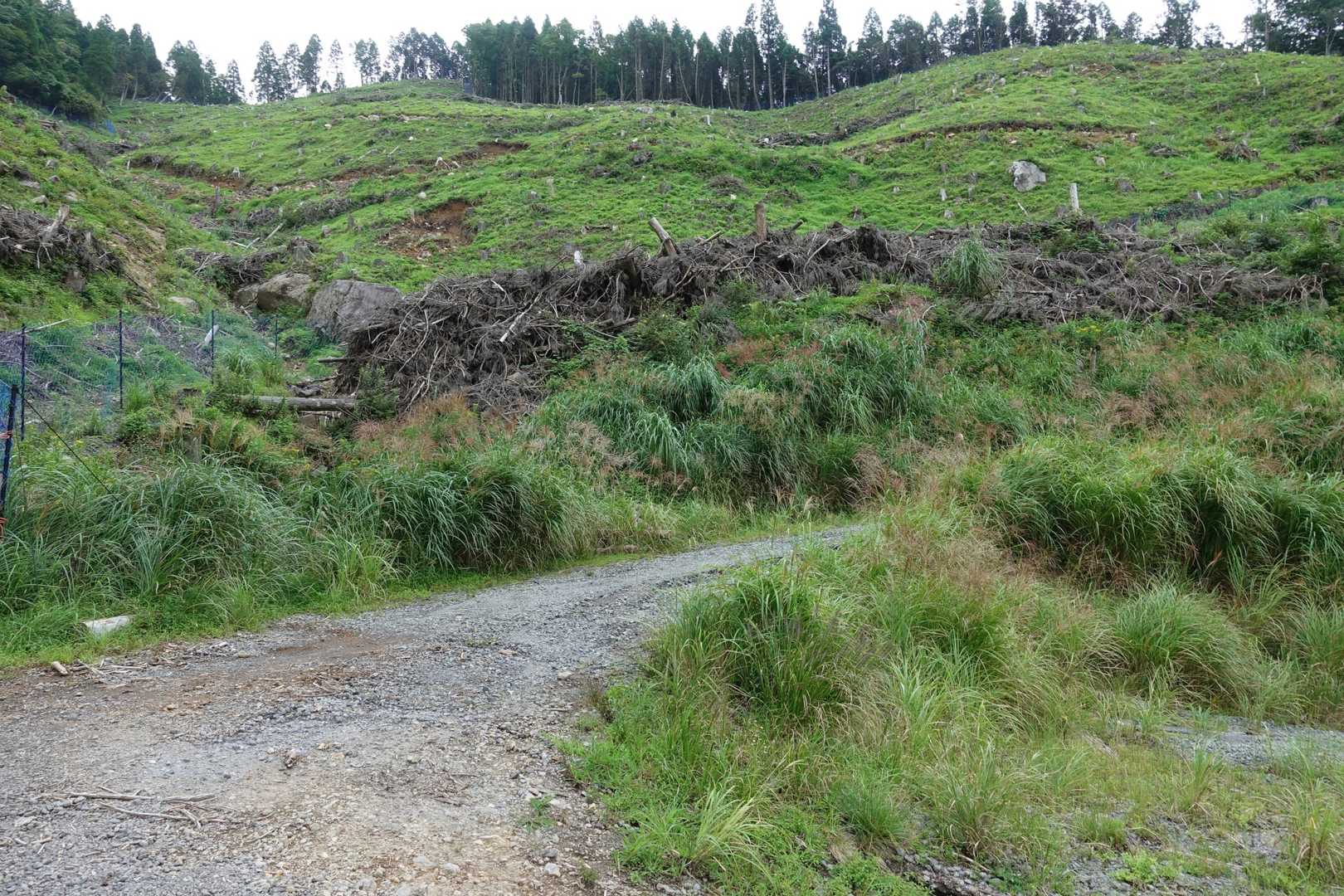 作業道を下ると伐採地の辺りで林道に合流。あとは降りるだけです。