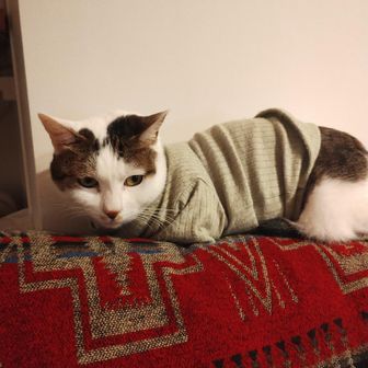 (๑•̀ㅂ•́)و✧ヨシ