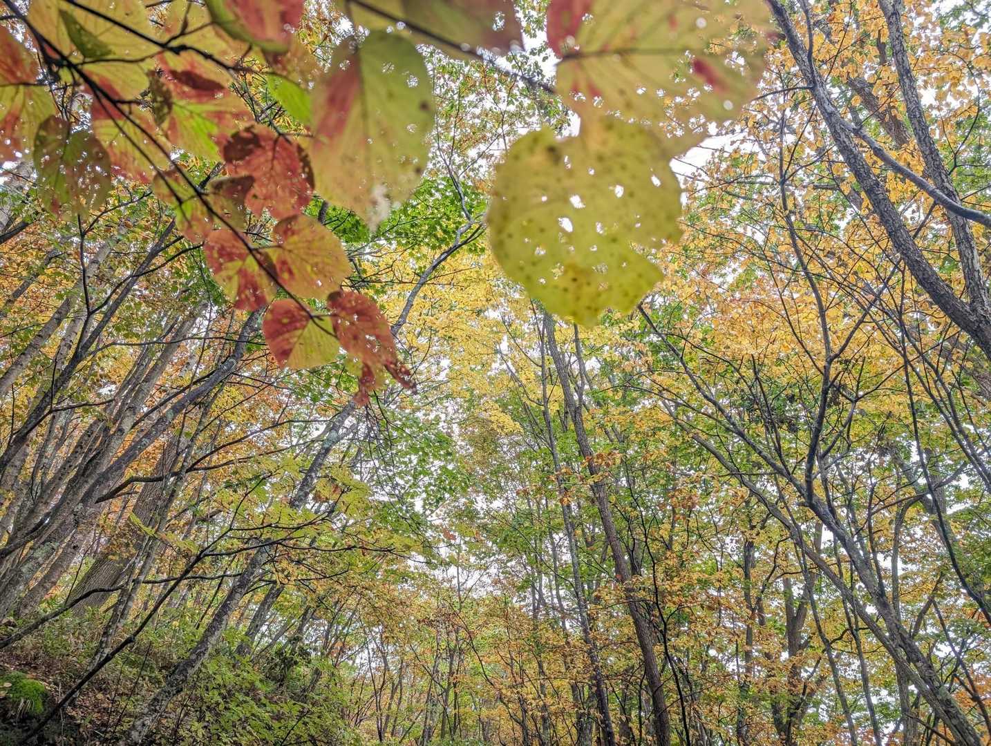 根子岳-四阿山 周回コースの写真