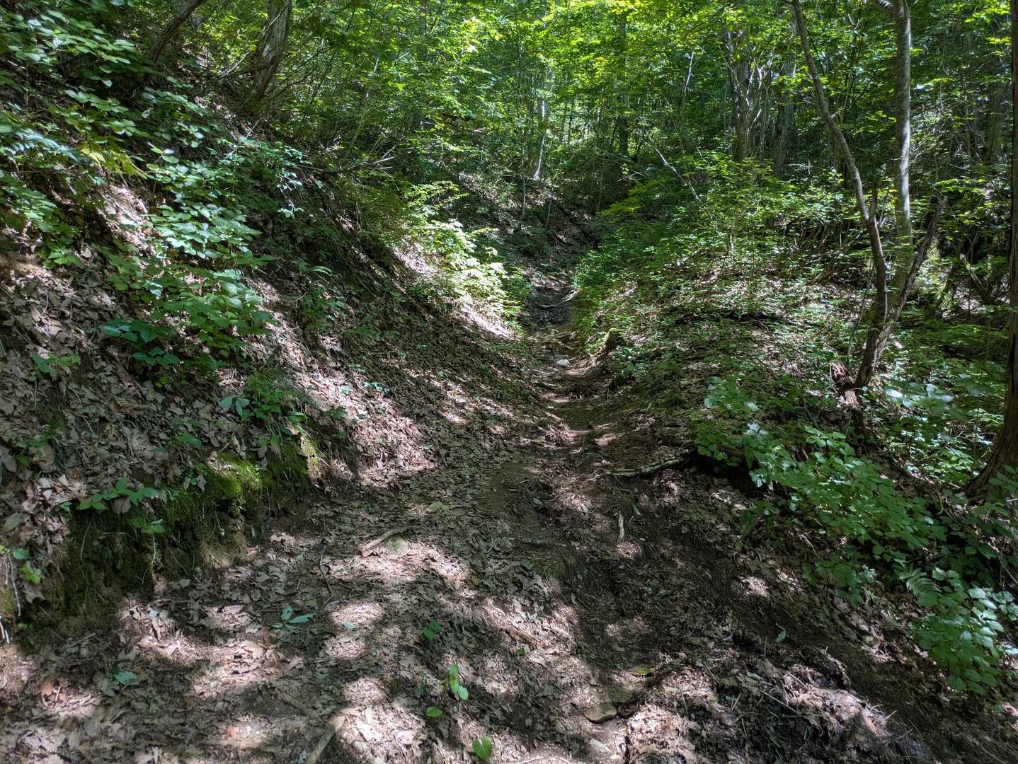 登山道は整備されていて快適👍登りも急登は無く、なだらかな登りがずっと続きます。
日陰は有り難いけど、風が無くて蒸し暑い🥵
おまけに止まると虫が寄ってくるので止まれません😭