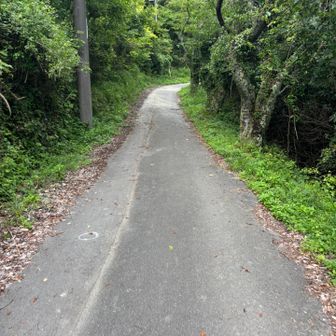 竜王山への道。
アスファルトロードであっという間😆