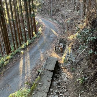 降っていくと林道に出ました。