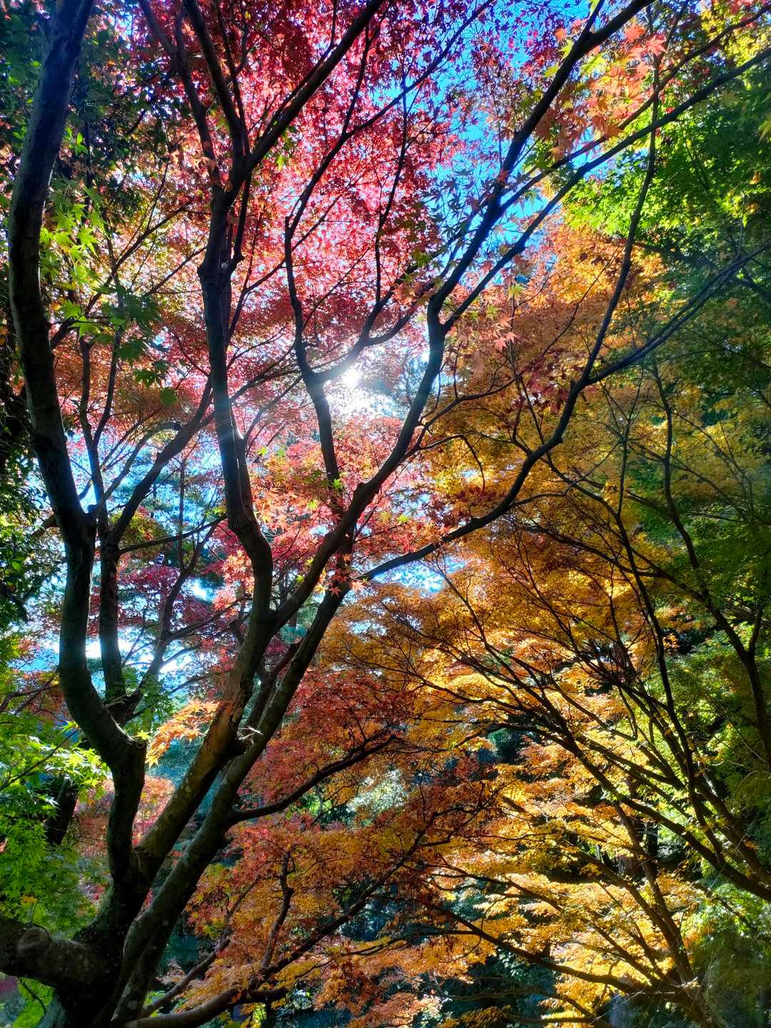 油山 山頂Bコースの写真