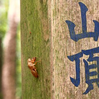 同じく この▲山頂を目指した“同志の痕跡”😊
“ツクツクボウシ” 無事 飛び立たれた様です♪