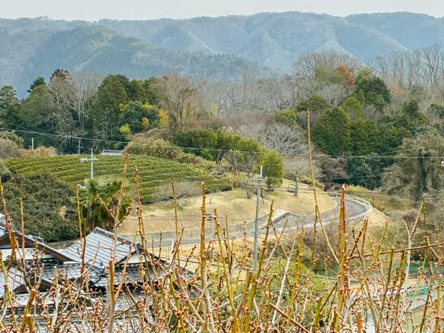 大山は、山の高いところにもかかわらず、集落🏘️はあります。田畑は荒れておらず、斜面を利用して茶畑が何ヶ所かありました。