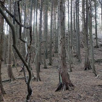 あの上が噂の立山か🤣 まさに立ち塞がるだな。

ヤマップのルートは、左から尾根部分に上がってトラバースでしたが、私は右にも斜めに斜面を登れそうな所があったのでそこから登りました。

この後来る押立山前の斜面に比べたら直ぐ終わりました。